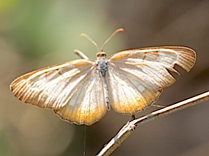 Common Mestra Butterfly